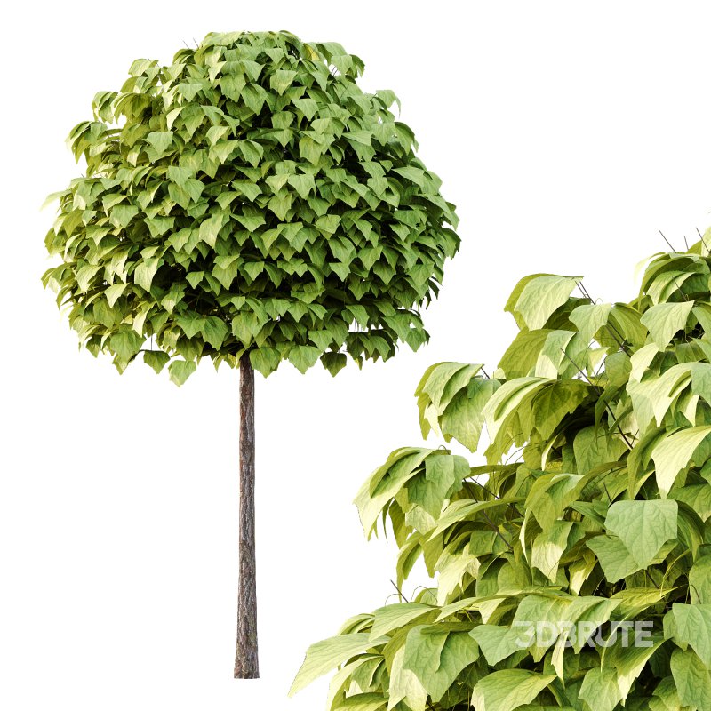 Catalpa Ovata Tree 02 Image 3