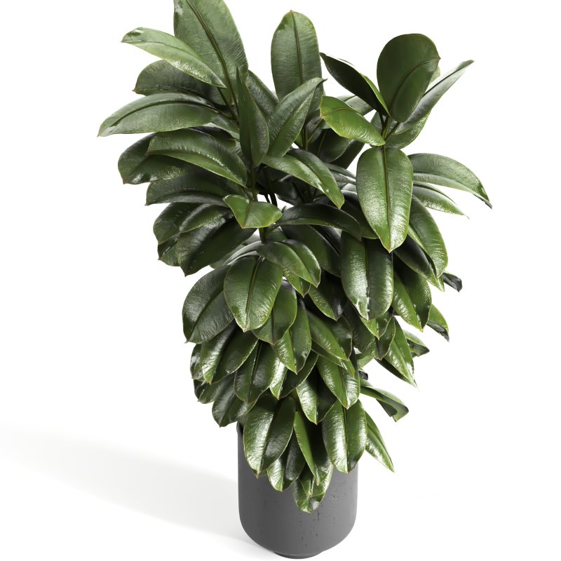 Indoor plant 04 Image 3