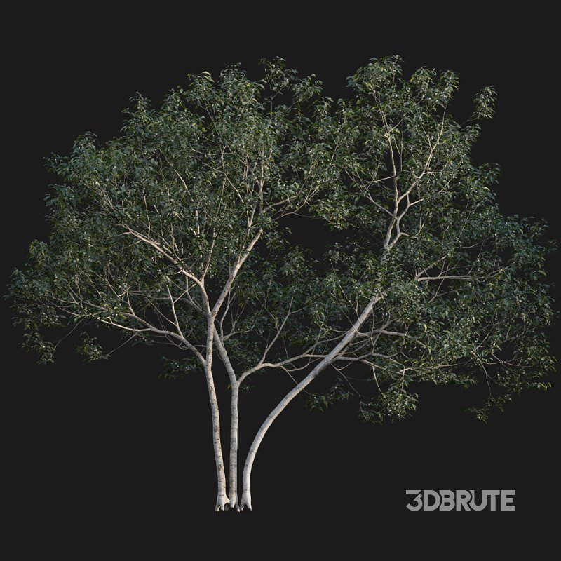 Osmanthus fragrans 02 Image 5