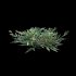 Chrysopogon aciculatus – cut - Thumbnail 4