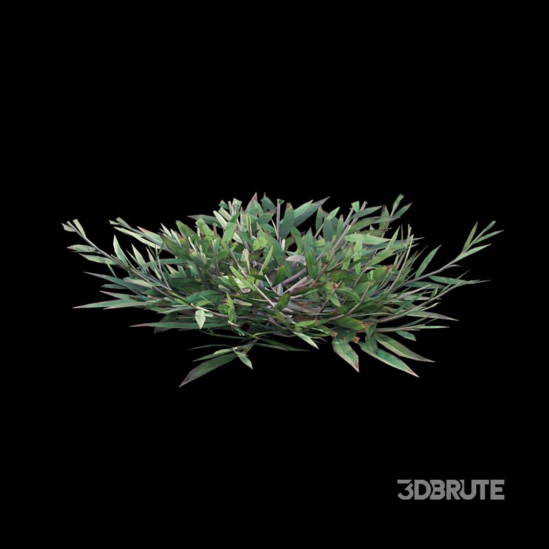 Chrysopogon aciculatus – cut Image 4