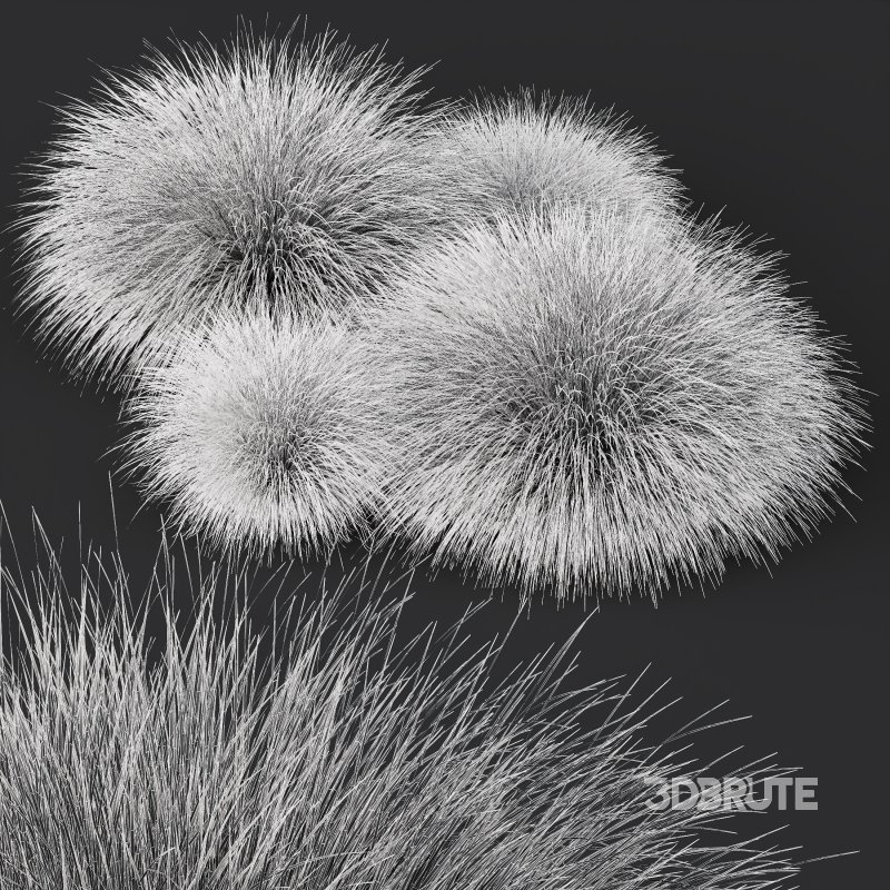 AV Carex Testacea Orange Sedge Grass Prairie Fire Image 12