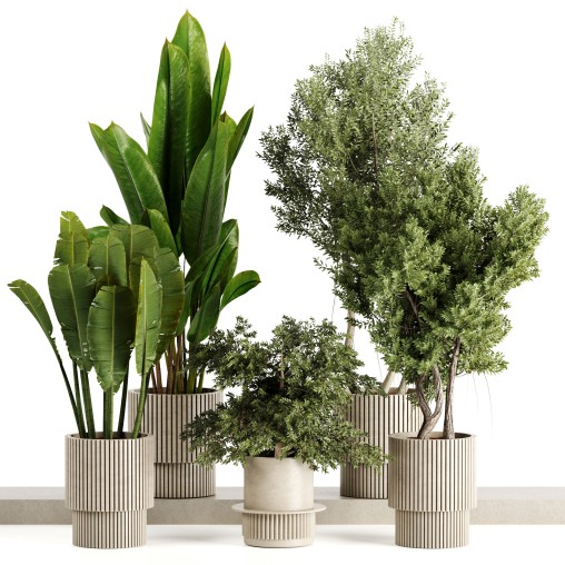 Indoor plants-Pot and tree set168