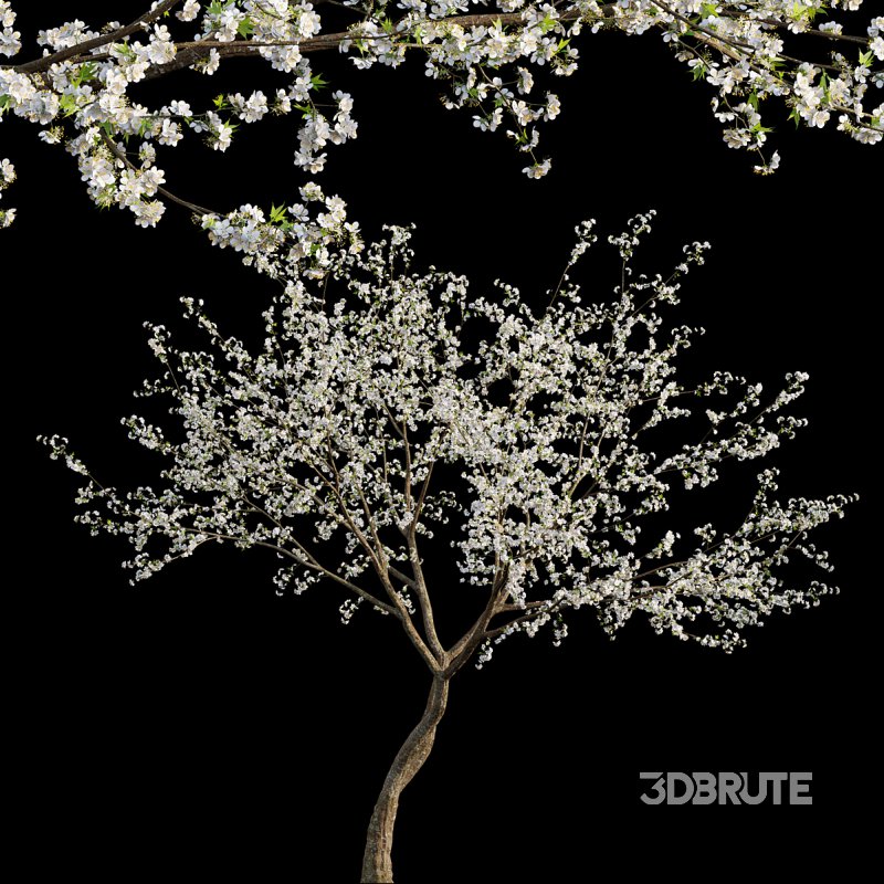 Prunus salicina – Chinese Plum – Japanese Plum 03 Image 1