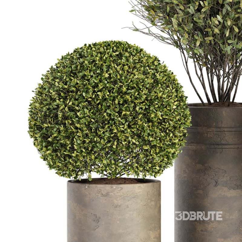 Outdoor Plant Set 015 Image 5