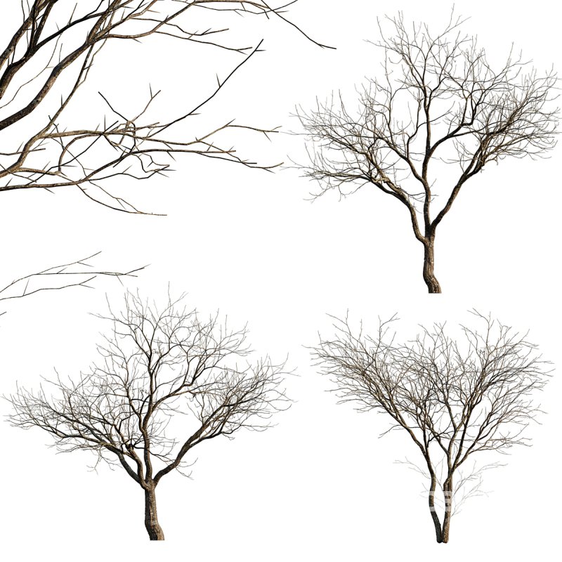 Prunus persica – Peach trees – Nectarine trees – Winter Image 1