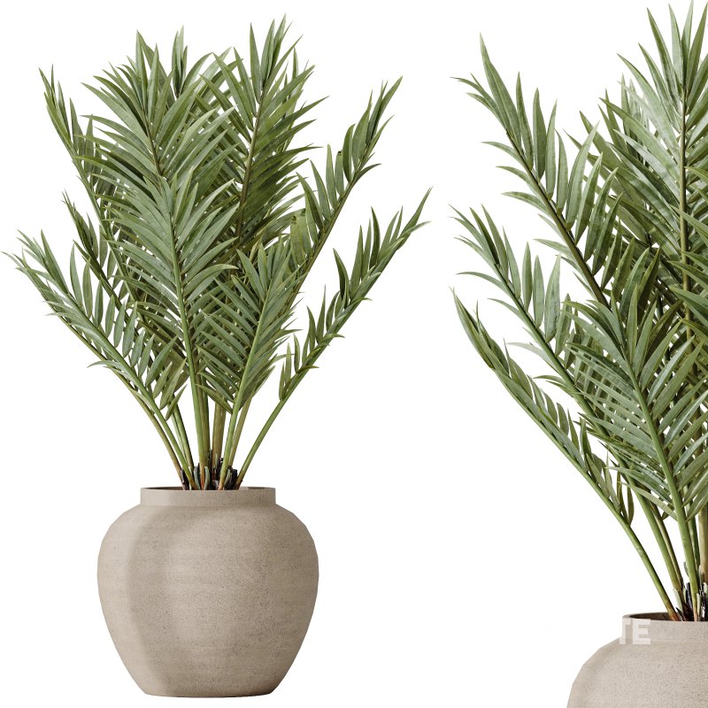 AV Indoor plants set 185 Olive Elegant Mission and Mandarin Citrus Fruit Orange Tree and Areca Palm and Ravenala Banana Strelitzia Nicolai Image 4