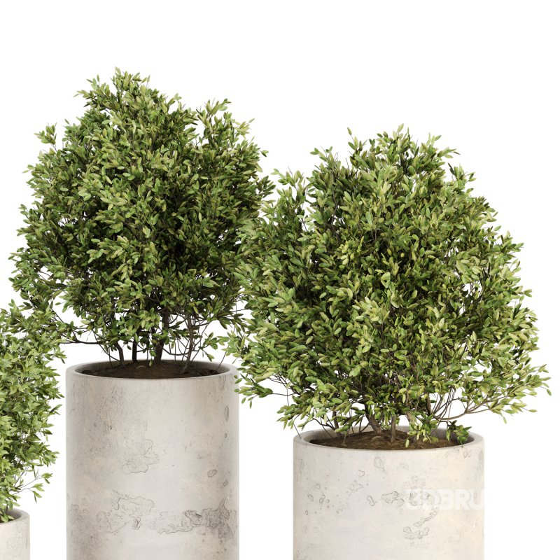 Outdoor Plant Set 013 Image 2