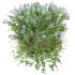 AV Ceratostigma Plumbaginoides Bleiwurz Bush - Thumbnail 4
