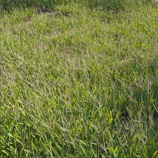 Cynodon dactylon – set 02