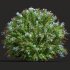 AV Ceratostigma Plumbaginoides Bleiwurz Bush - Thumbnail 5