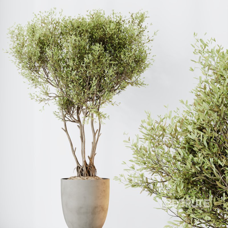 AV Indoor plants set 179 Mission Arbequina Olive and Ficus Robusta Abidjan and Mandarin Citrus Fruit Bonsai Orange Tree Image 5