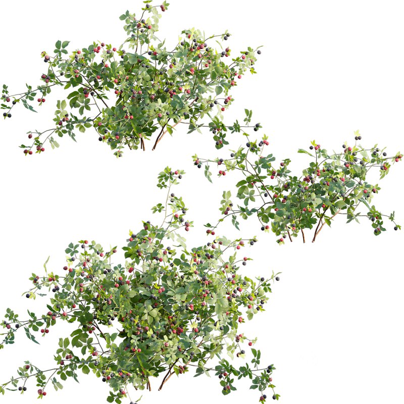 Rubus fruticosus – Blackberry Image 1