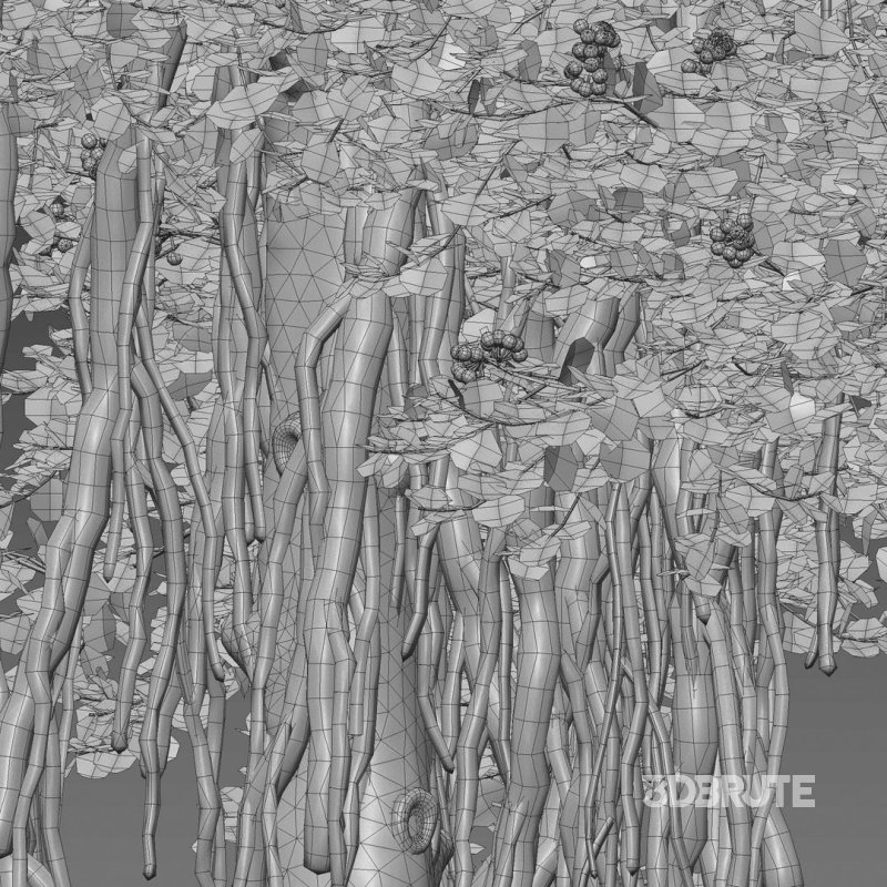 ilex aquifolium – Holly 02 Image 6