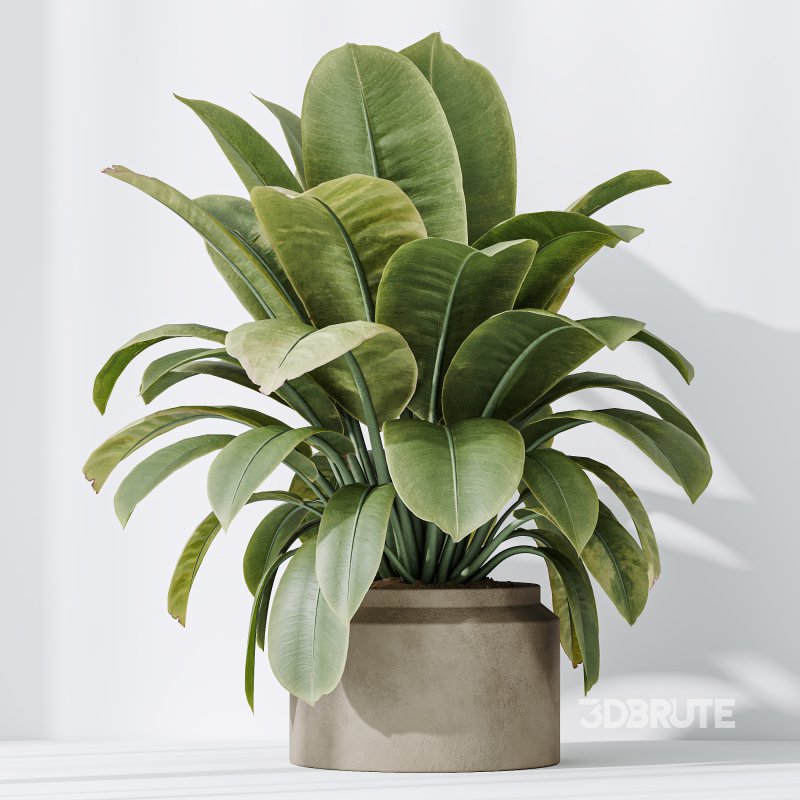 AV Indoor plants set 191 Mandarin Citrus Fruit Orange and Mission Arbequina Olive and Ficus Elastica Robusta and Ficus Cyathistipula African Fig Image 7