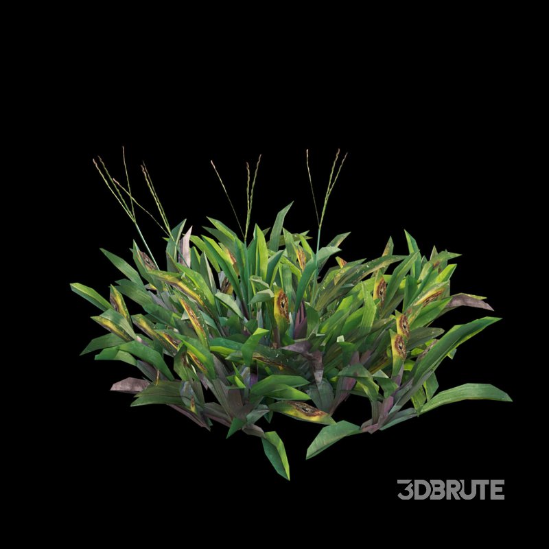 Axonopus Compressus Set 03 Image 5