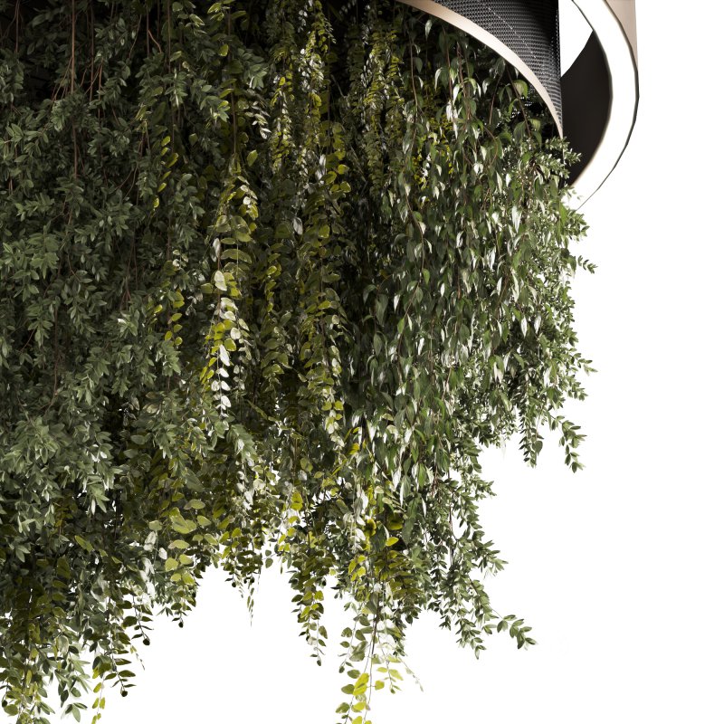 Indoor plants Hanging Plants set91 Image 3