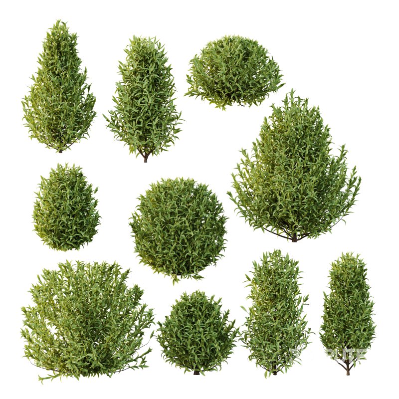 Sweet Viburnum Plant01 Image 5