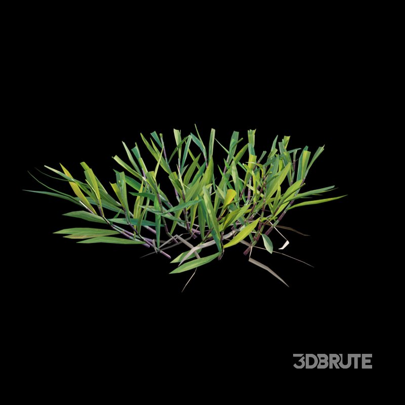 Cynodon dactylon – cut 01 Image 4