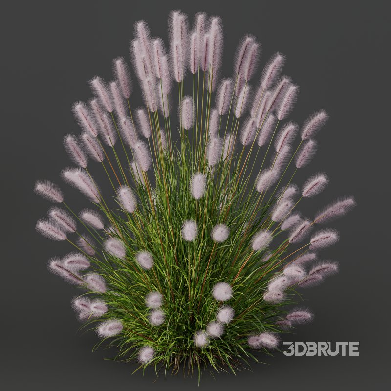 AV 6 different Grasses Pennisetum Alopecuroides Lampenputzergras Fountain Hameln and Carex Elata Aurea Image 9