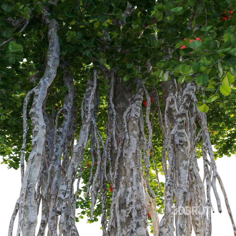 ilex aquifolium – Holly 02 Image 4