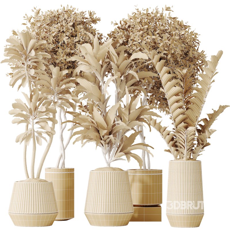 AV Indoor plants set 184 Olive Artificial Olea Tree and Zamiifolia Araceae and Lemon Lime Cane Dragon and Euphorbia Drupifera Image 8