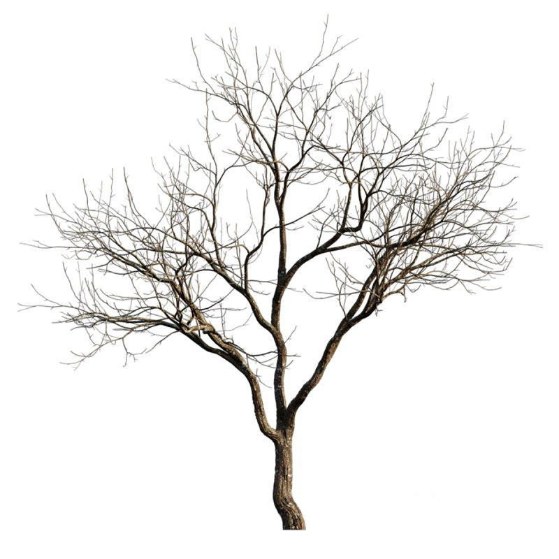 Prunus persica – Peach trees – Nectarine trees – Winter Image 4