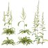 Rumex crispus – curled dock - Thumbnail 1