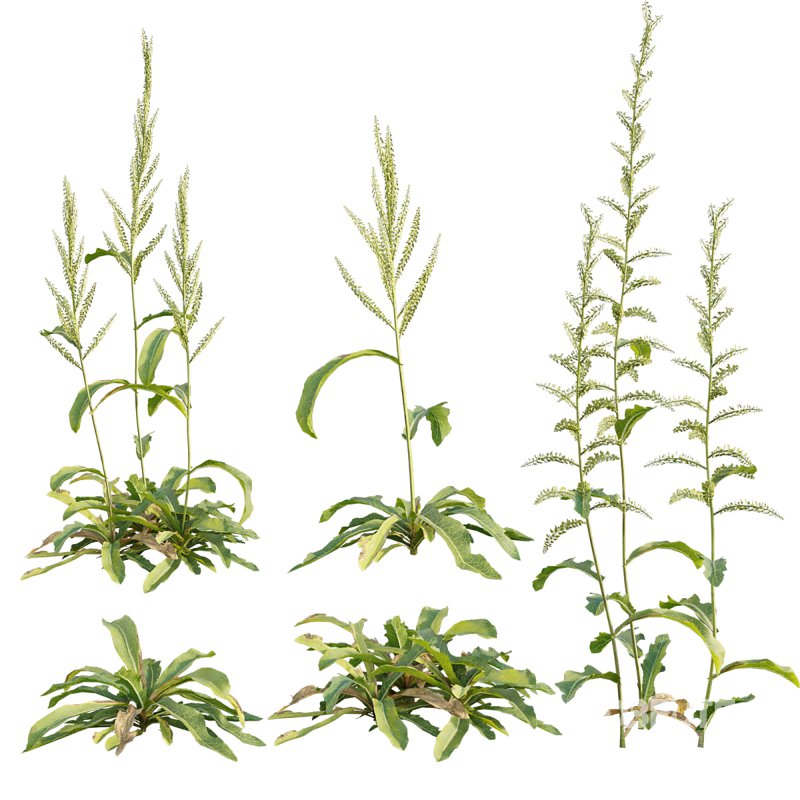 Rumex crispus – curled dock Image 1