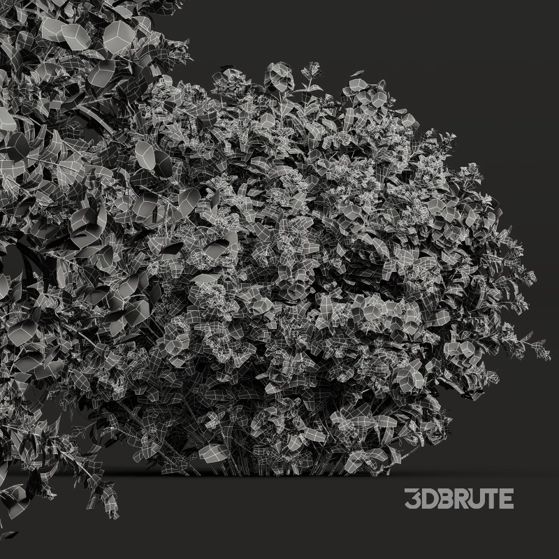 AV Ceratostigma Plumbaginoides Bleiwurz Bush Image 10