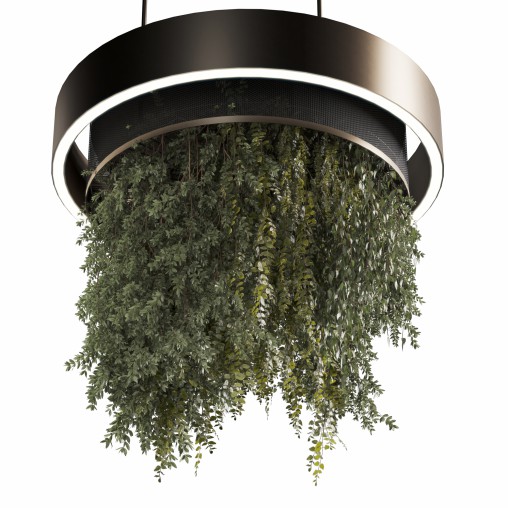 Indoor plants Hanging Plants set91