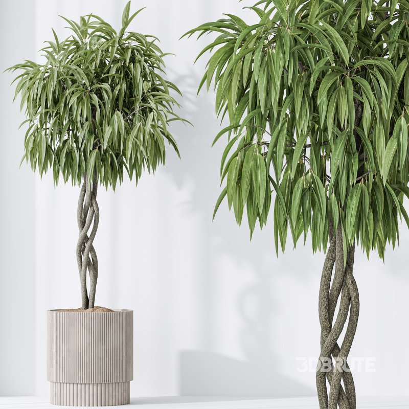 AV Indoor plants set 190 Mandarin Citrus Fruit Lemon and Ficus Binnendijkii and Lemon Lime Cane Dragon and Bird Of ParadiseBird Image 6