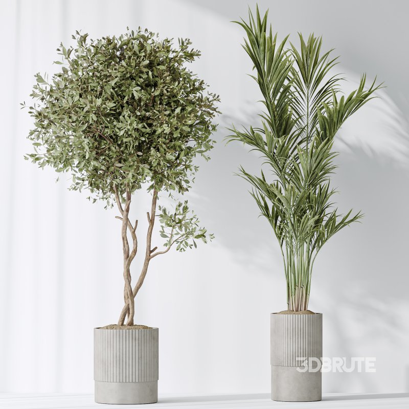 AV Indoor plants set 183 Areca Majesty Palm and ParadiseBird and Lemon Lime Cane Dragon and Olive Artificial and Aloifolia Rostrata Palm Image 4