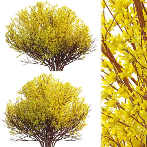 Forsythia Suspensa – Weeping Forsythia 02