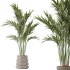 AV Indoor plants set 183 Olive Tree and Yucca Elephantipes Gigantea and Areca Palm and Giant Monstera Deliciosa - Thumbnail 2