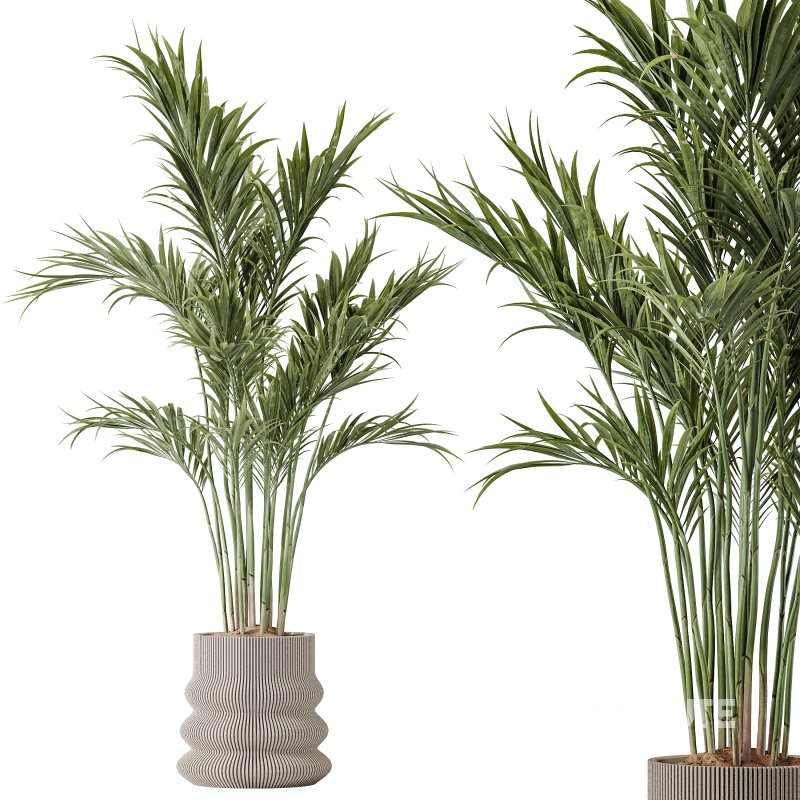 AV Indoor plants set 183 Olive Tree and Yucca Elephantipes Gigantea and Areca Palm and Giant Monstera Deliciosa Image 2