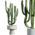 AV HousePlants Cactus Trigona Peruvian - Thumbnail 1