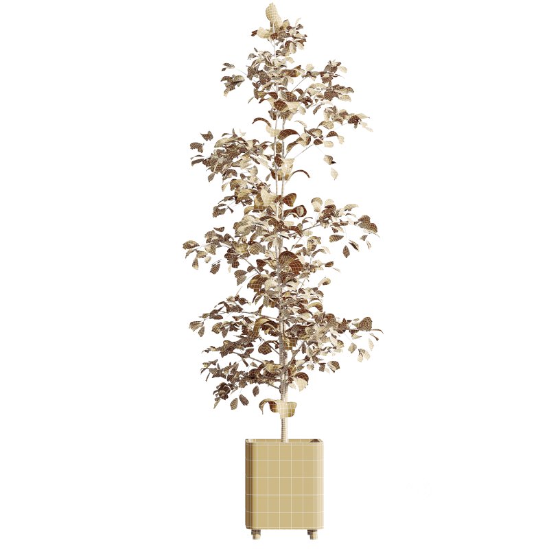 AV Indoor plants set 180 Alnus Glutinosa Alder Schwarzerle Betulus Hazel Erle and Bird Of Paradise Strelitzia Nicolai Image 10