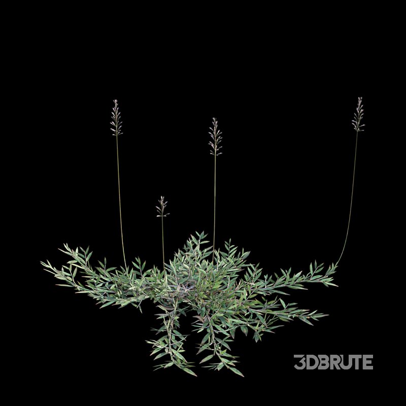 Chrysopogon aciculatus 01 Image 5