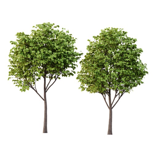 Catalpa Ovata Tree 07