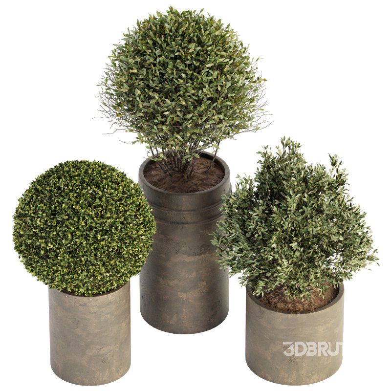 Outdoor Plant Set 015 Image 2