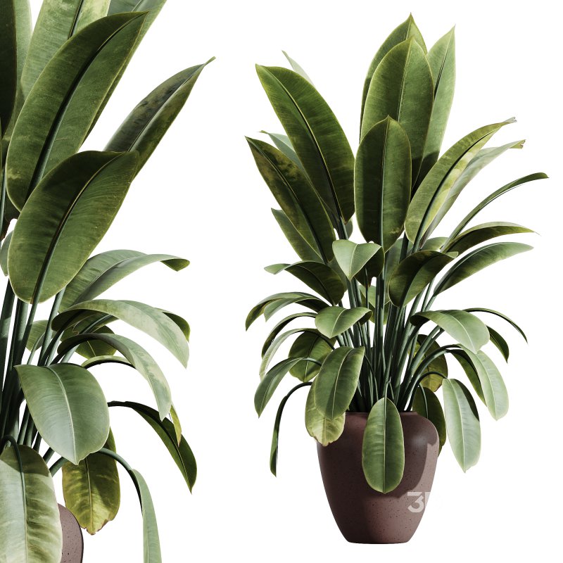 AV Indoor plants set 179 Mission Arbequina Olive and Ficus Robusta Abidjan and Mandarin Citrus Fruit Bonsai Orange Tree Image 3