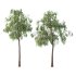 Eucalyptus Robusta Trees 06 - Thumbnail 1