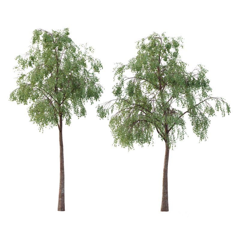 Eucalyptus Robusta Trees 06 Image 1