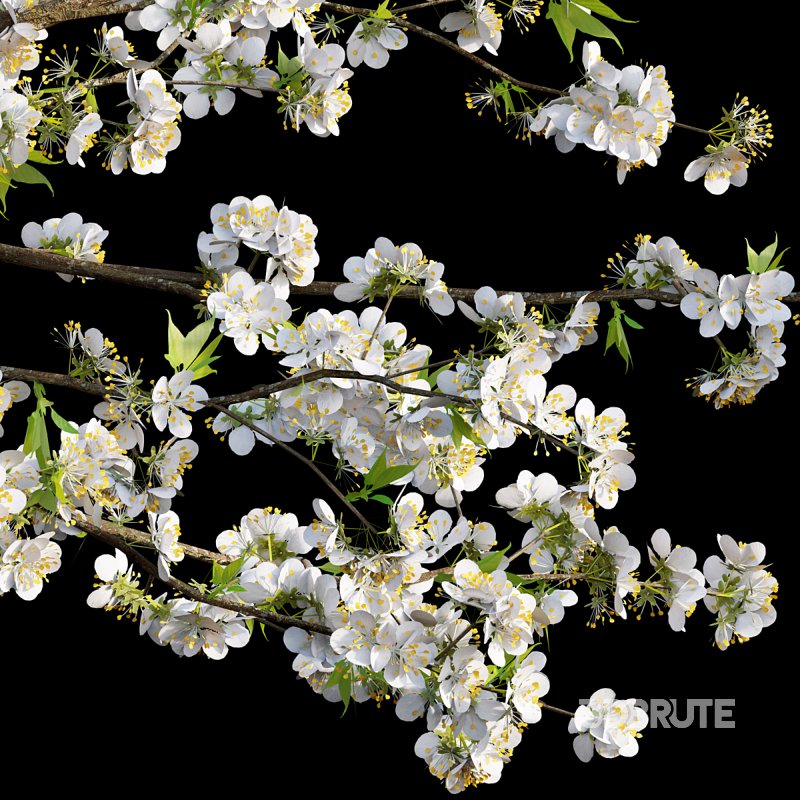Prunus salicina – Chinese Plum – Japanese Plum 01 Image 3