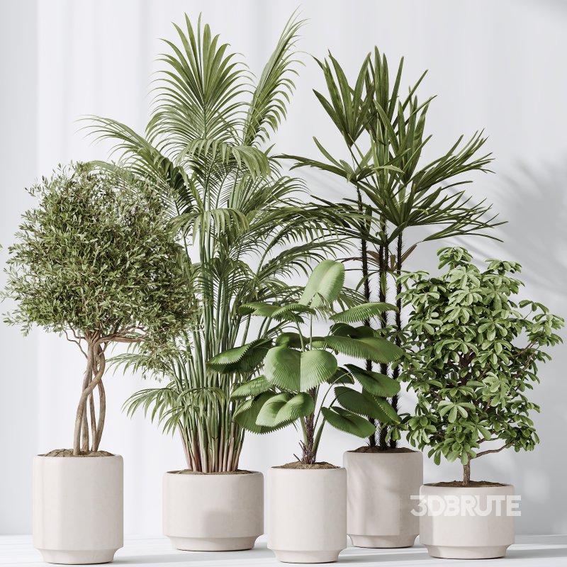 AV Indoor plants set 186 Olive Artificial and Arboricola Umbrella and Areca Palm and Rhapis Excelsa Lady Palm and Ruffled Fan Palm Image 4