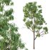 Eucalyptus Robusta Trees 02 - Thumbnail 4
