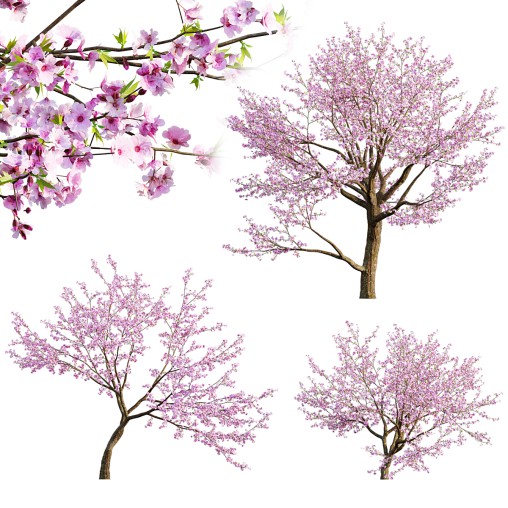 Prunus persica – Peach trees – Nectarine trees