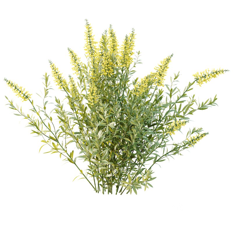 AV 7 different bush Linaria Vulgaris Yellow Toadflax and Gypsophila Paniculata Snowflake Breath Image 2