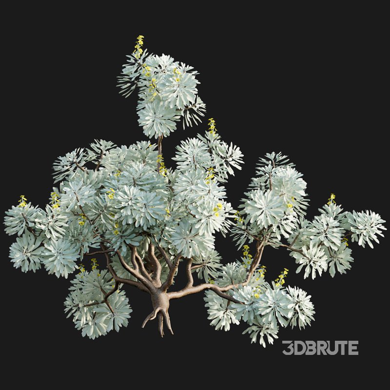 Crossostephium chinense – graphalium spp Image 7